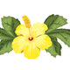  Yellow Hibiscus + 2 Leaves