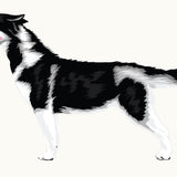 Illustration of a blue-eyed, black and white Siberian Husky standing and facing left with its tongue out, part of the Cover-Alls Siberian Husky Decal from the Dogs in the Wind Collection.