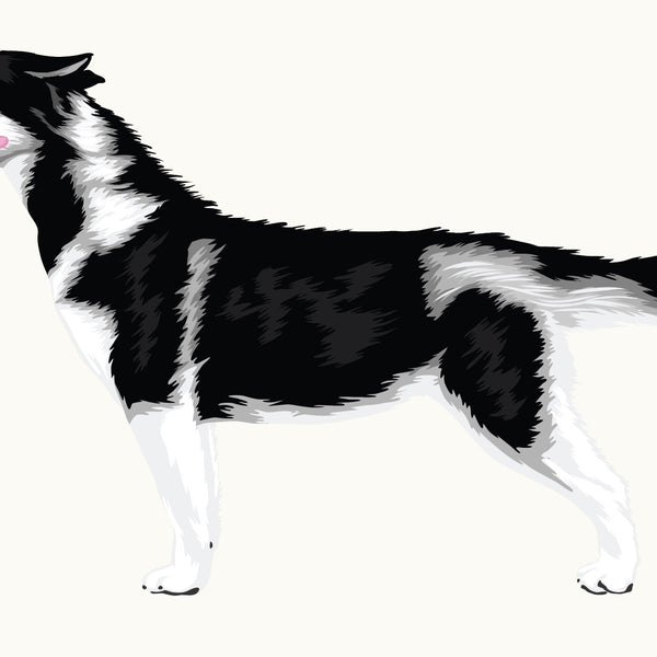 Illustration of a blue-eyed, black and white Siberian Husky standing and facing left with its tongue out, part of the Cover-Alls Siberian Husky Decal from the Dogs in the Wind Collection.