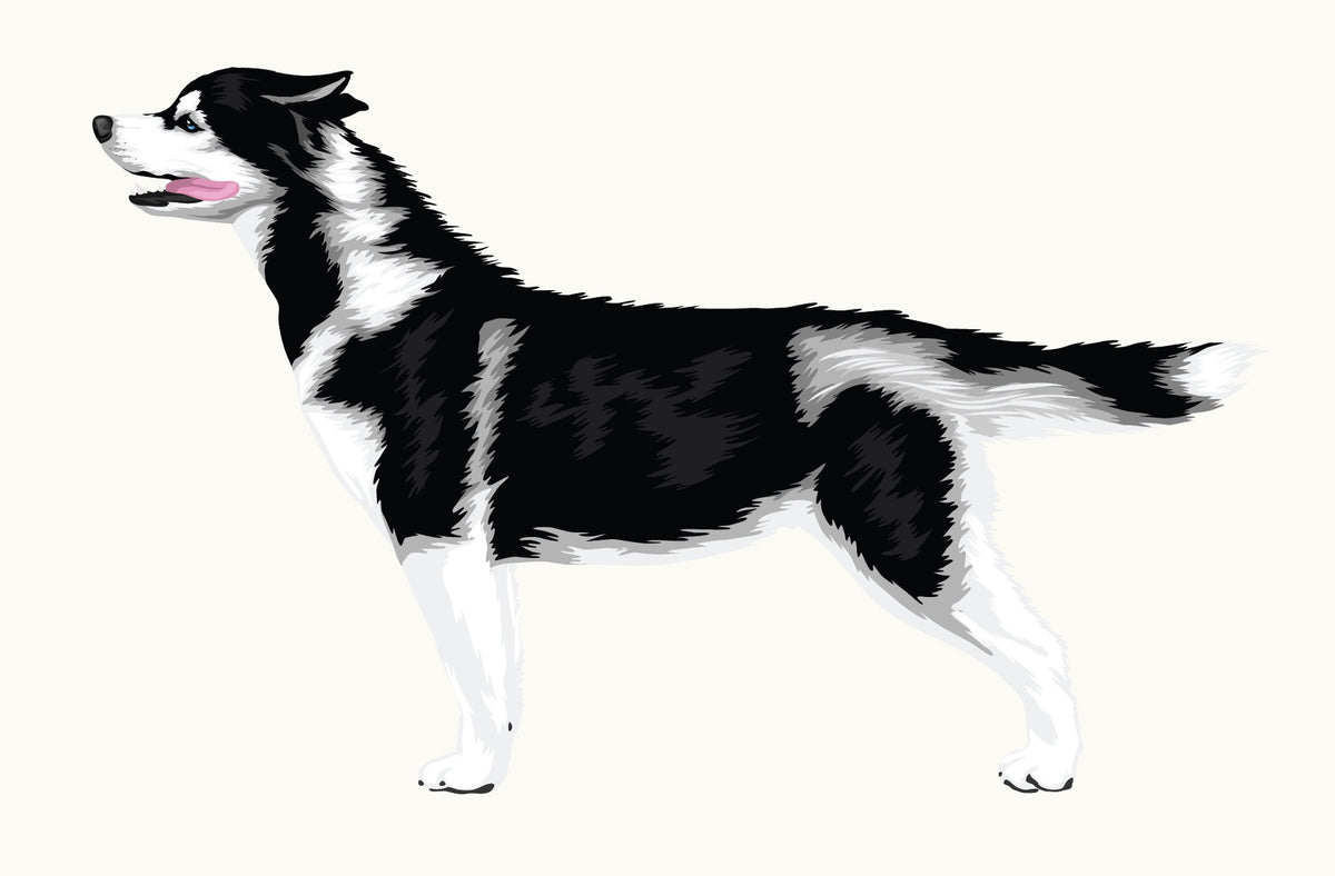 Illustration of a blue-eyed, black and white Siberian Husky standing and facing left with its tongue out, part of the Cover-Alls Siberian Husky Decal from the Dogs in the Wind Collection.