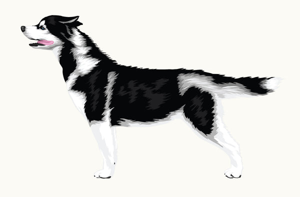 Illustration of a blue-eyed, black and white Siberian Husky standing and facing left with its tongue out, part of the Cover-Alls Siberian Husky Decal from the Dogs in the Wind Collection.