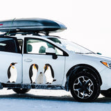 King Penguins - Cover-Alls Decals