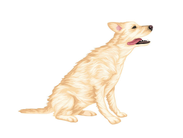 Labrador Retriever Decals - Cover-Alls Decals