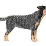 Life-Sized Australian Cattle Dog Decals - Cover-Alls Decals