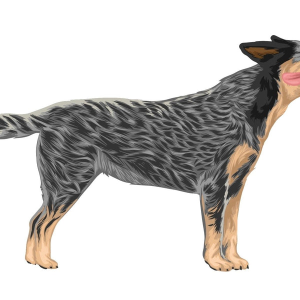 Life-Sized Australian Cattle Dog Decals - Cover-Alls Decals