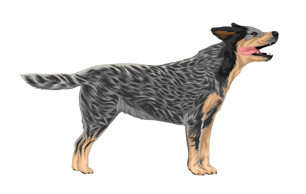 Life-Sized Australian Cattle Dog Decals - Cover-Alls Decals