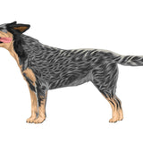 Life-Sized Australian Cattle Dog Decals - Cover-Alls Decals
