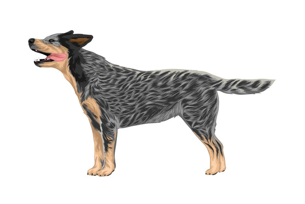 Life-Sized Australian Cattle Dog Decals - Cover-Alls Decals