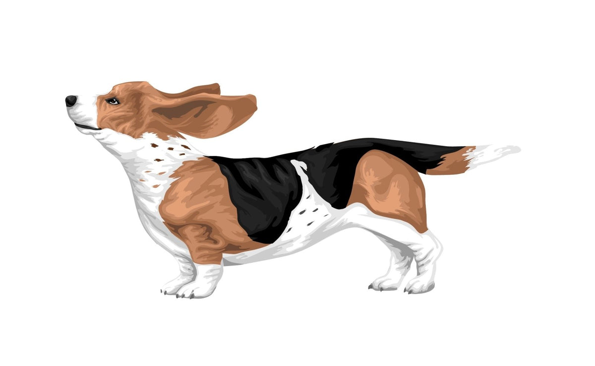 Life-Sized Bassett Hound Decals - Cover-Alls Decals