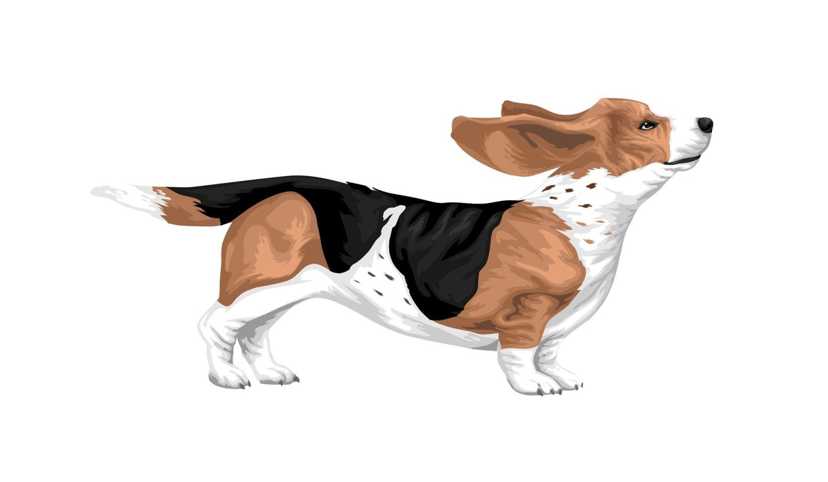 Life-Sized Bassett Hound Decals - Cover-Alls Decals