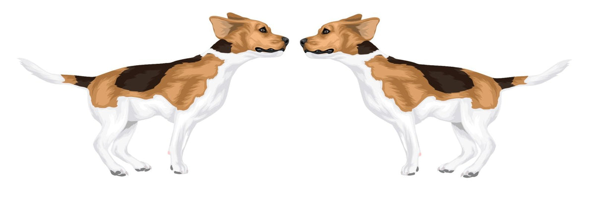 Life-Sized Beagle Decal - Cover-Alls Decals
