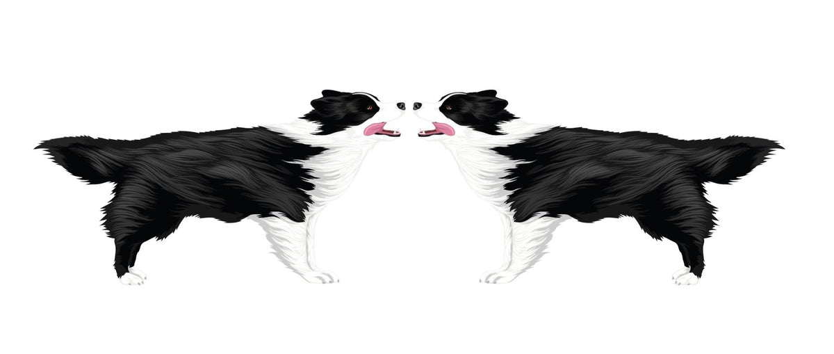 Life-Sized Border Collie Decal - Cover-Alls Decals