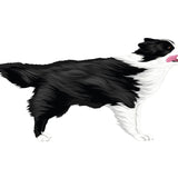 Life-Sized Border Collie Decal - Cover-Alls Decals