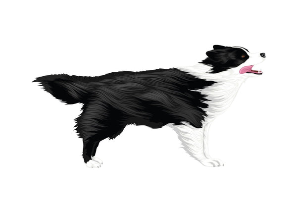 Life-Sized Border Collie Decal - Cover-Alls Decals