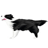 Life-Sized Border Collie Decal - Cover-Alls Decals