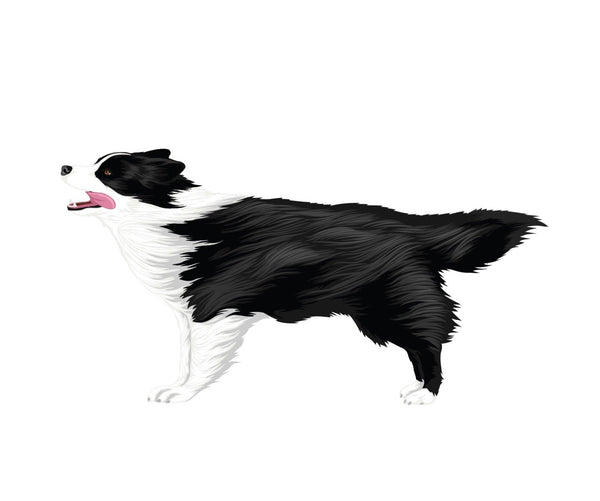 Life-Sized Border Collie Decal - Cover-Alls Decals