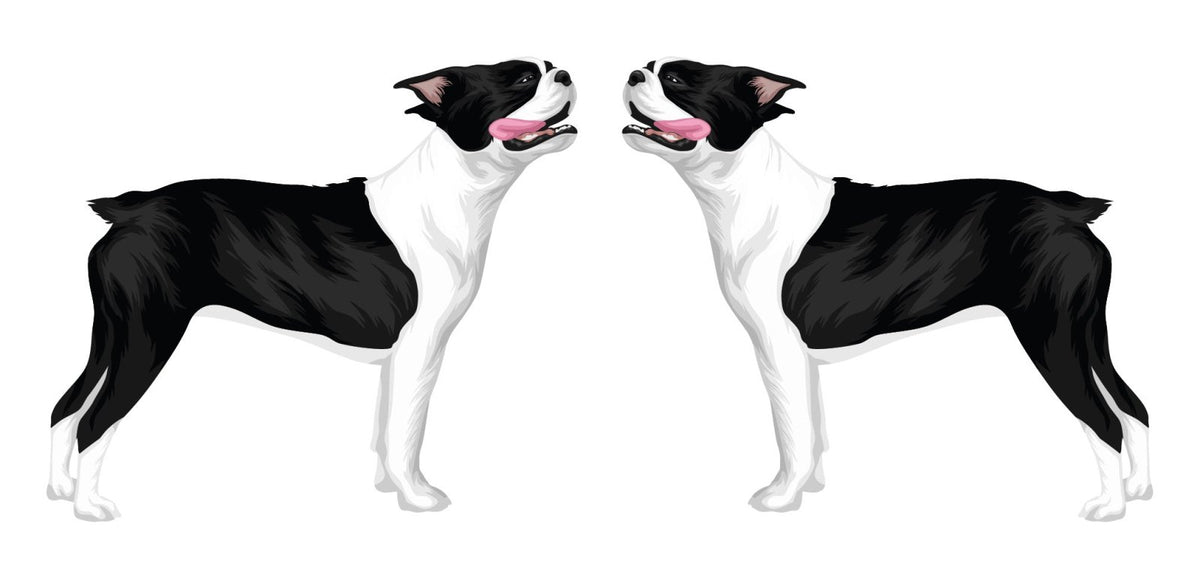 Life-Sized Boston Terrier Decal - Cover-Alls Decals