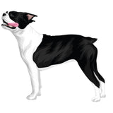 Life-Sized Boston Terrier Decal - Cover-Alls Decals