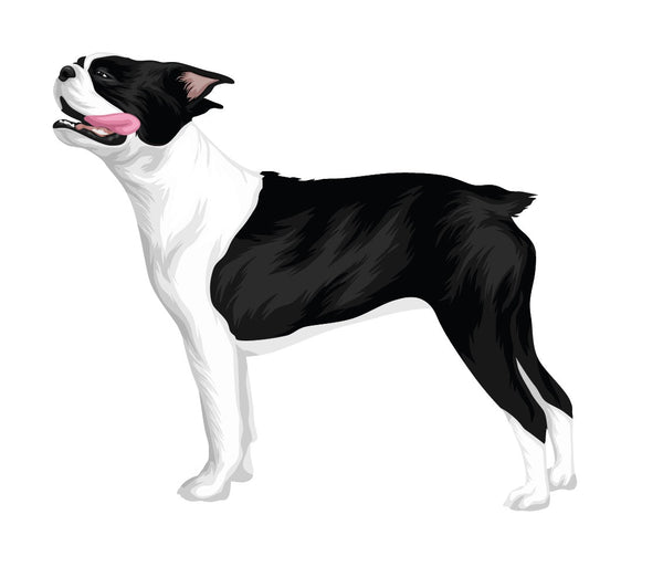 Life-Sized Boston Terrier Decal - Cover-Alls Decals