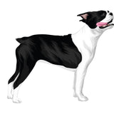 Life-Sized Boston Terrier Decal - Cover-Alls Decals