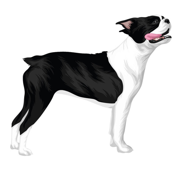 Life-Sized Boston Terrier Decal - Cover-Alls Decals