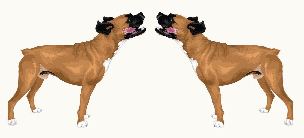 Life-Sized Boxer Decal - Cover-Alls Decals