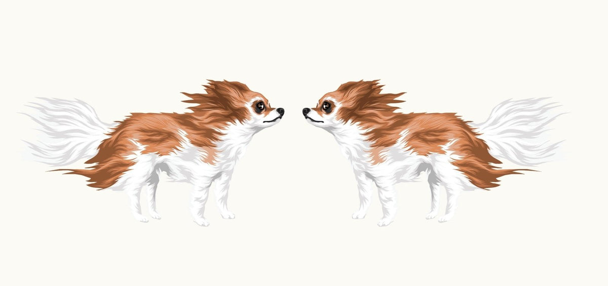 Life-Sized Long Haired Chihuahua Decal - Cover-Alls Decals
