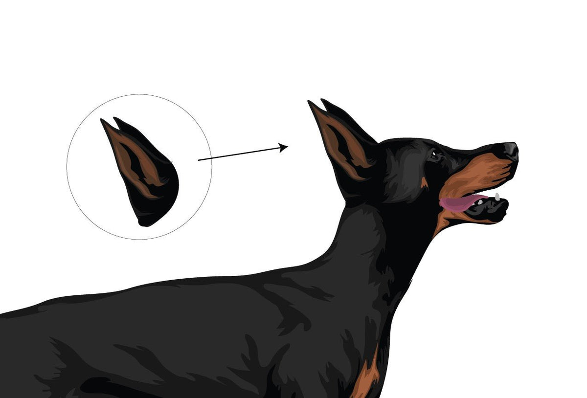 Life-Sized Doberman Pinscher Decals - Cover-Alls Decals