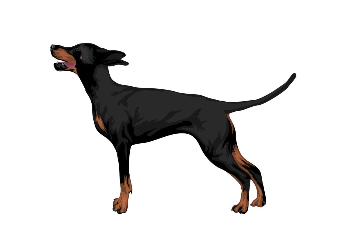 Life-Sized Doberman Pinscher Decals - Cover-Alls Decals
