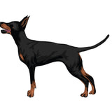 Life-Sized Doberman Pinscher Decals - Cover-Alls Decals
