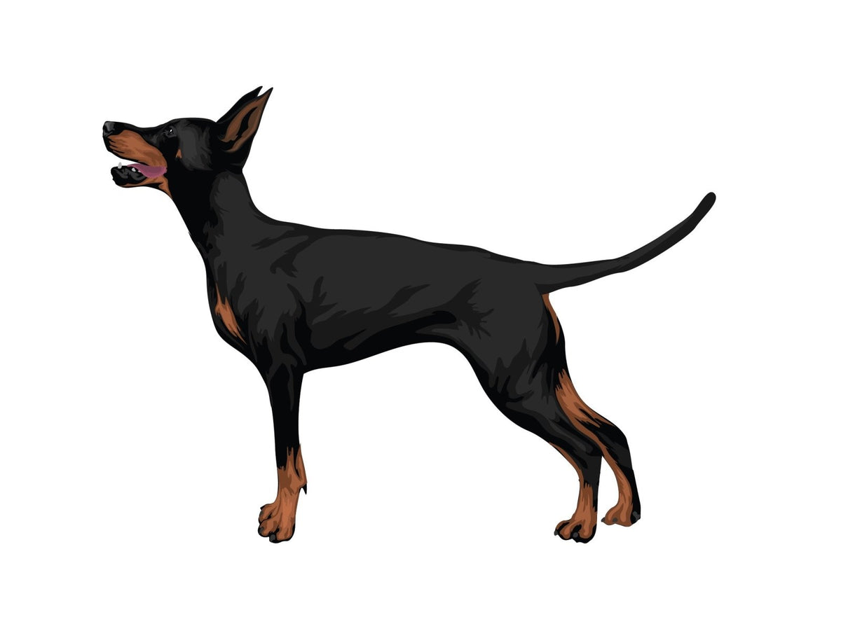Life-Sized Doberman Pinscher Decals - Cover-Alls Decals
