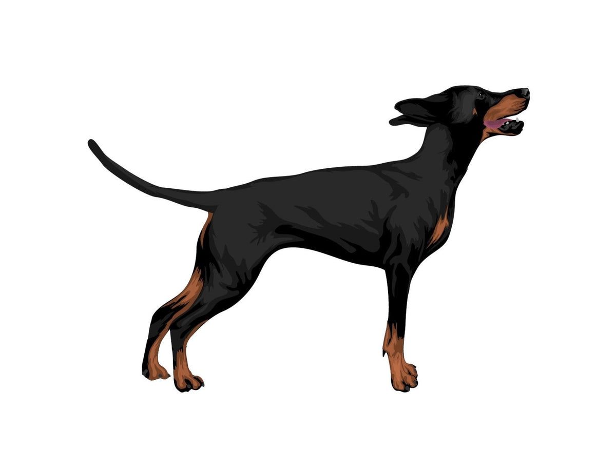 Life-Sized Doberman Pinscher Decals - Cover-Alls Decals