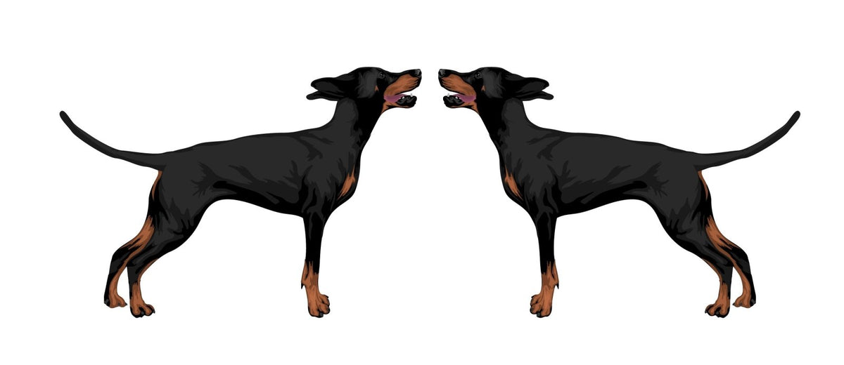 Life-Sized Doberman Pinscher Decals - Cover-Alls Decals