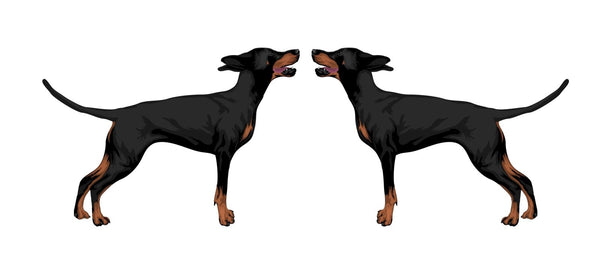 Life-Sized Doberman Pinscher Decals - Cover-Alls Decals