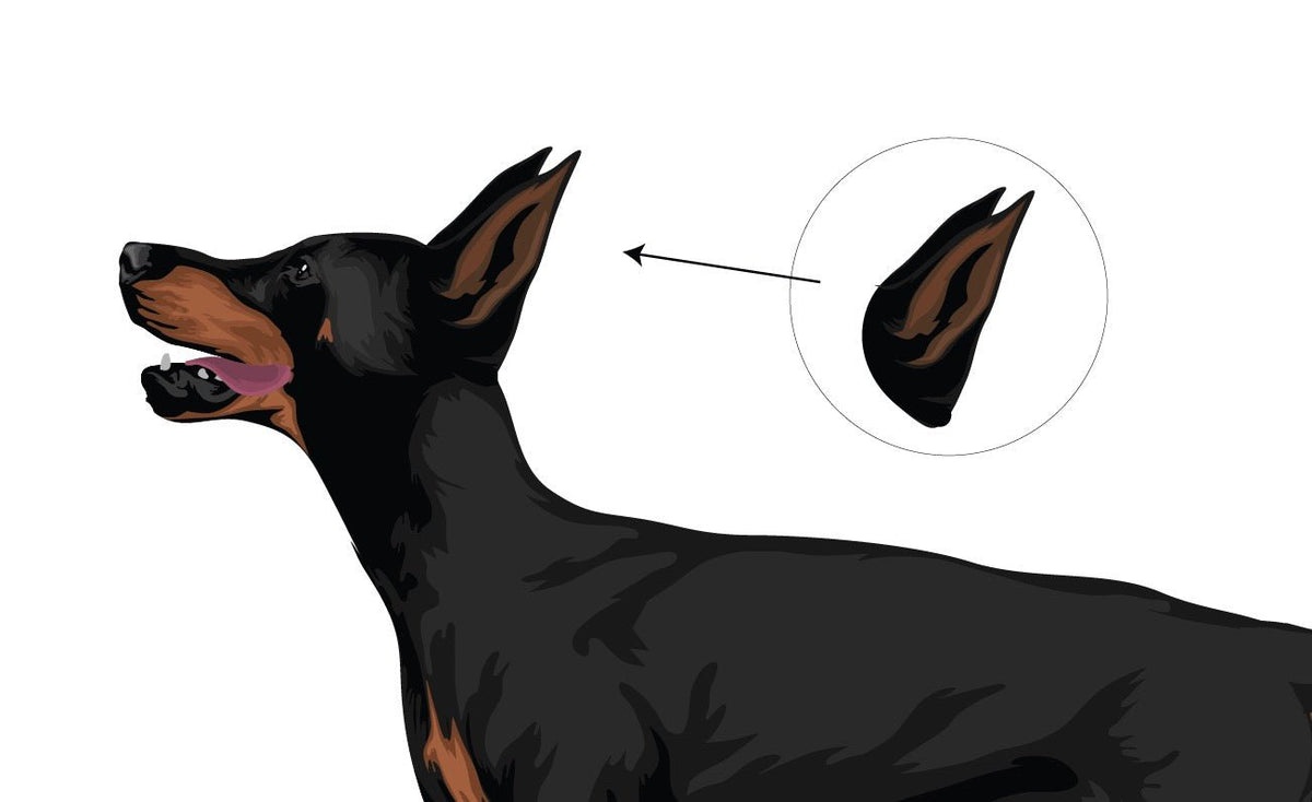 Life-Sized Doberman Pinscher Decals - Cover-Alls Decals