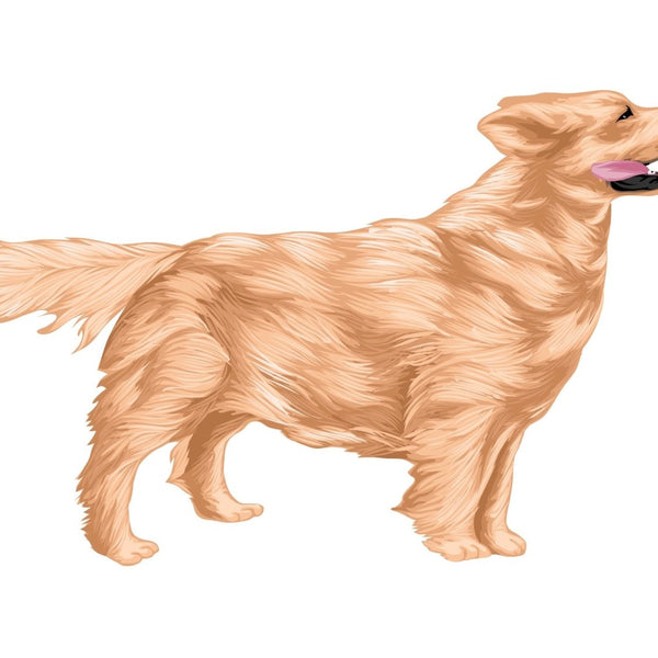 Life-Sized Golden Retriever Decal - Cover-Alls Decals