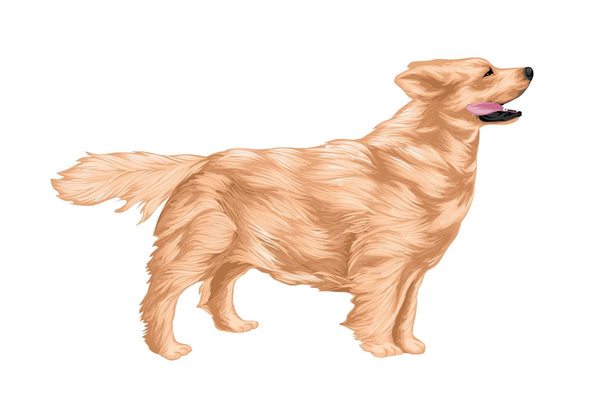 Life-Sized Golden Retriever Decal - Cover-Alls Decals
