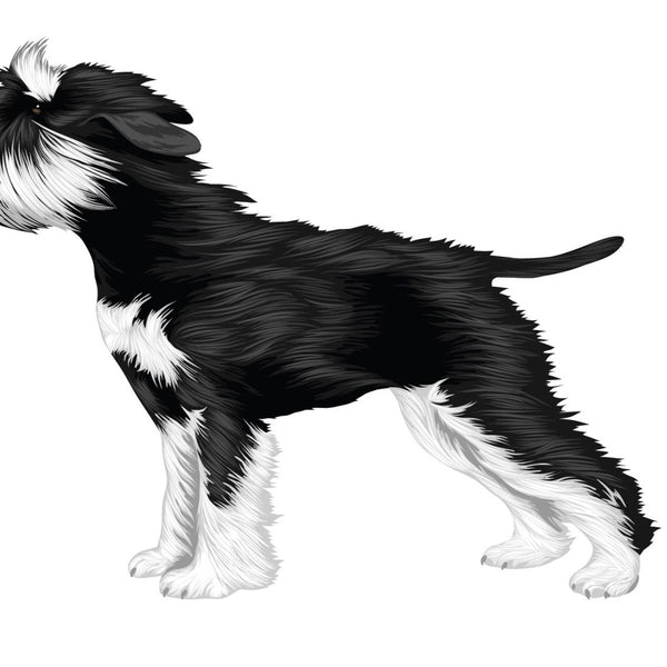 Life-Sized Miniature Schnauzer Decal - Cover-Alls Decals
