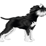 Life-Sized Miniature Schnauzer Decal - Cover-Alls Decals