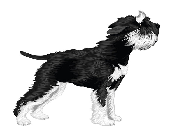 Life-Sized Miniature Schnauzer Decal - Cover-Alls Decals