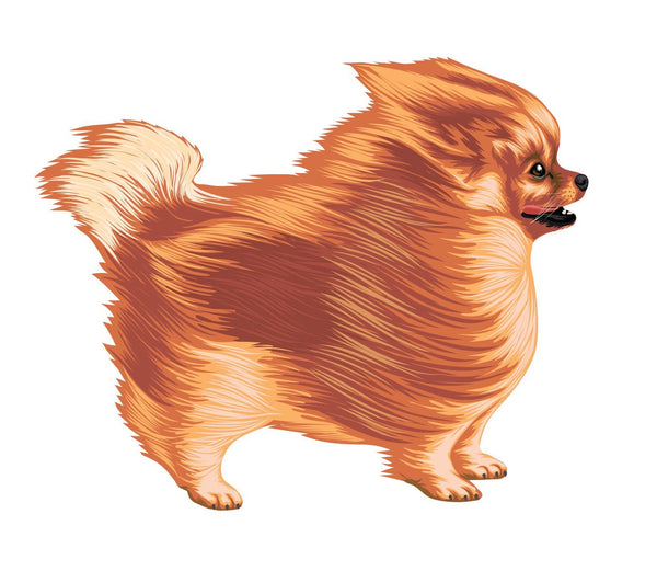 Life-Sized Pomeranian Decal - Cover-Alls Decals