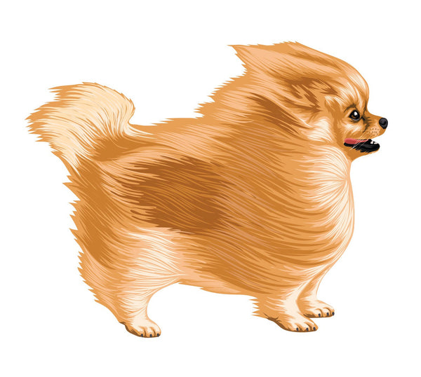 Life-Sized Pomeranian Decal - Cover-Alls Decals
