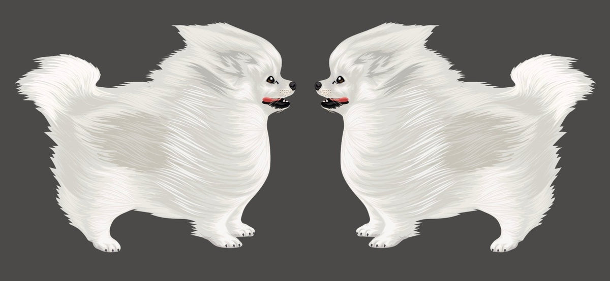Life-Sized Pomeranian Decal - Cover-Alls Decals