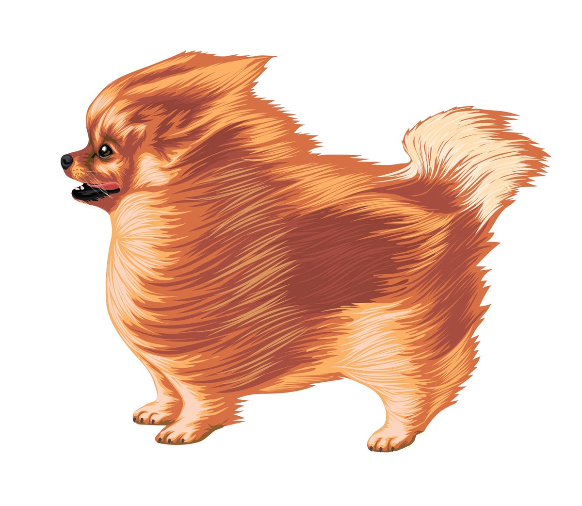 Life-Sized Pomeranian Decal - Cover-Alls Decals