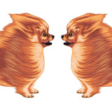 Life-Sized Pomeranian Decal - Cover-Alls Decals