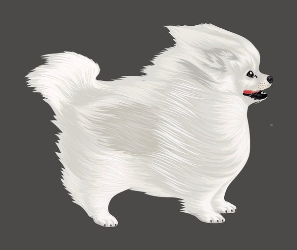 Life-Sized Pomeranian Decal - Cover-Alls Decals
