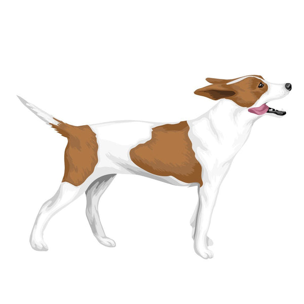 Life-Sized Rat Terrier Decals - Cover-Alls Decals