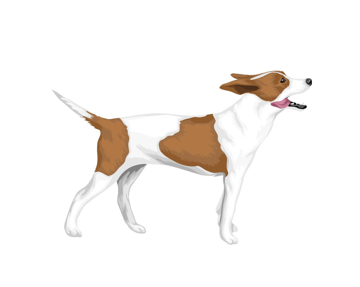 Life-Sized Rat Terrier Decals - Cover-Alls Decals