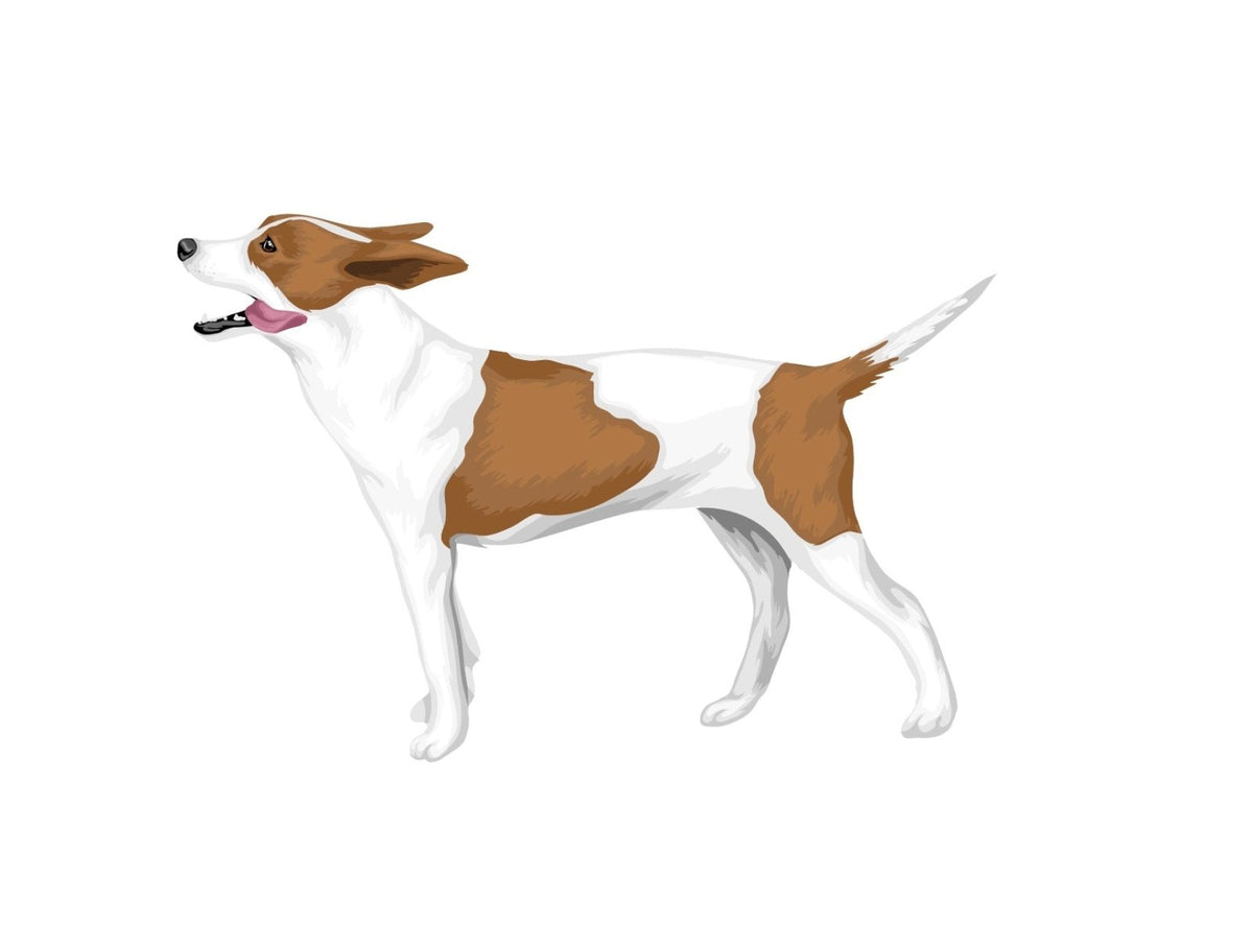 Life-Sized Rat Terrier Decals - Cover-Alls Decals