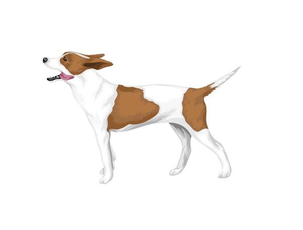 Life-Sized Rat Terrier Decals - Cover-Alls Decals